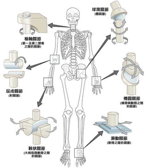 屈戌關節|屈戌關節